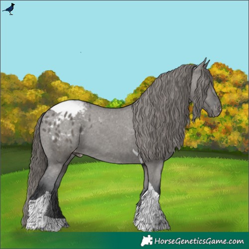 Horse Color:Grullo Tobiano Blanket