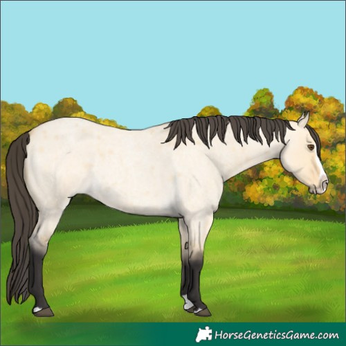 Horse Color:Buckskin Roan Dun Splash 