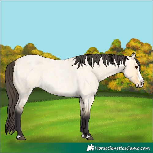 Horse Color:Buckskin Roan Dun Splash