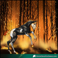 Horse Color:Black Tobiano