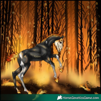Horse Color:Black Tobiano