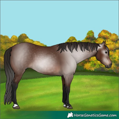 Horse Color:Gray Bay 