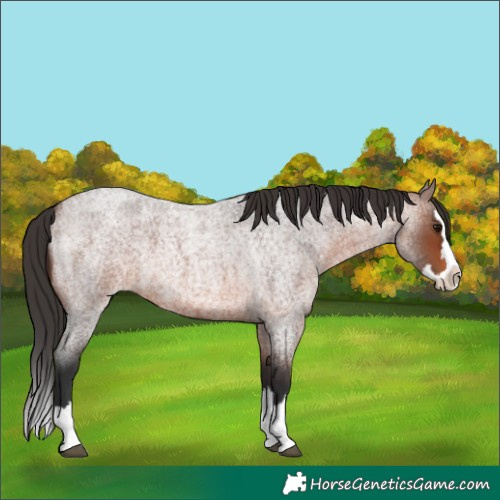Horse Color:Brown Roan Splash 