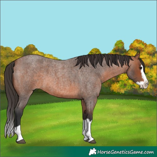Horse Color:Bay Roan Splash 