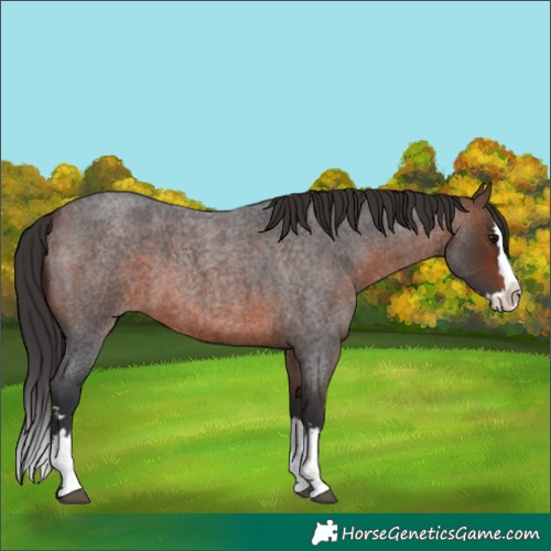 Horse Color:Brown Roan Splash 
