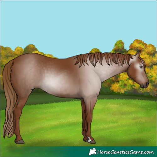 Horse Color:Gray Chestnut 