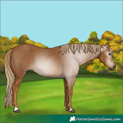 Horse Color:Gray Chestnut 