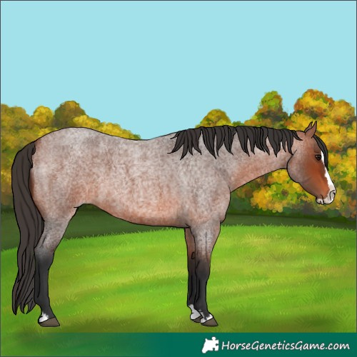 Horse Color:Bay Roan Splash 