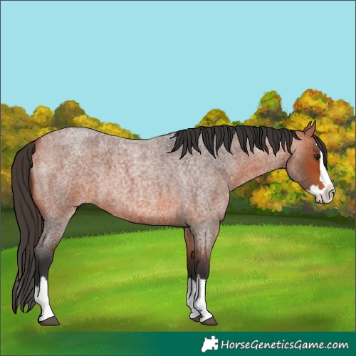 Horse Color:Bay Roan Splash 