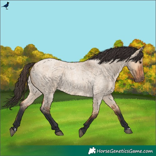 Horse Color:Bay Roan Dun 