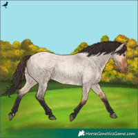 Horse Color:Bay Roan Dun