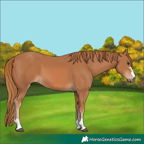 Horse Color:Chestnut 