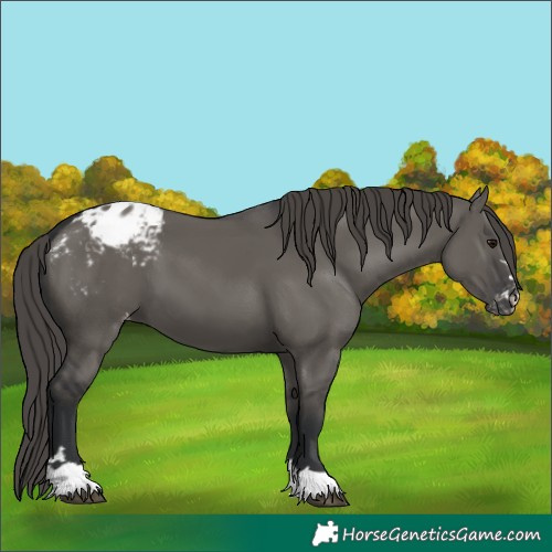 Horse Color:Grullo Varnish 