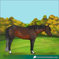 Horse Color:Brown 