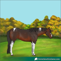 Horse Color:Bay Tobiano 