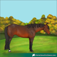 Horse Color:Brown 