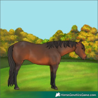 Horse Color:Brown 