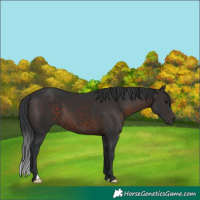 Horse Color:Brown 