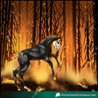 Horse Color:Black 