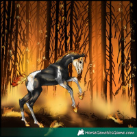 Horse Color:Black Tobiano 
