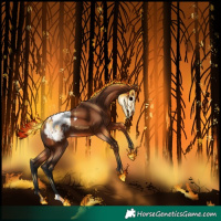 Horse Color:Bay Appaloosa 