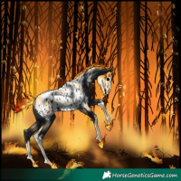 Horse Color:Black Tobiano Appaloosa 