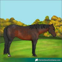 Horse Color:Brown 
