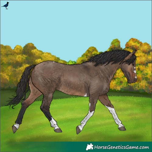 Horse Color:Brown Dun Tobiano