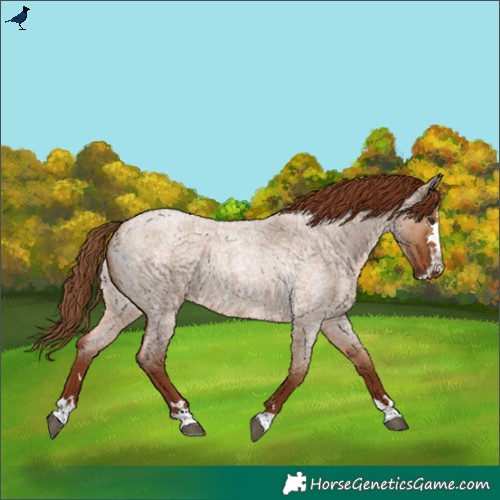 Horse Color:Red Dun Roan 
