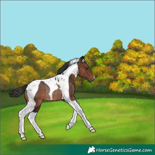 Horse Color:Brown Tobiano Rabicano