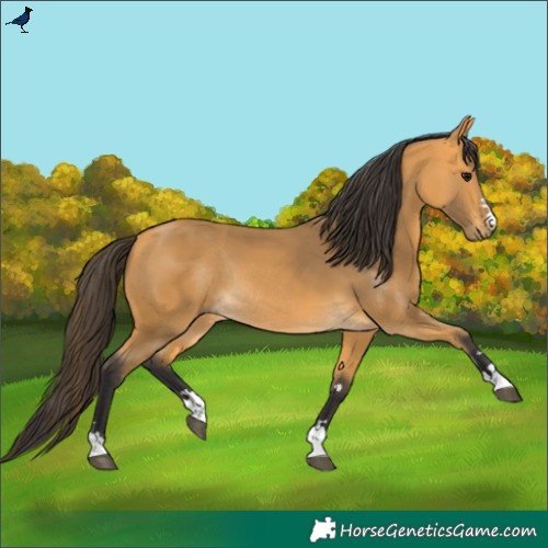 Horse Color:Buckskin Rabicano 