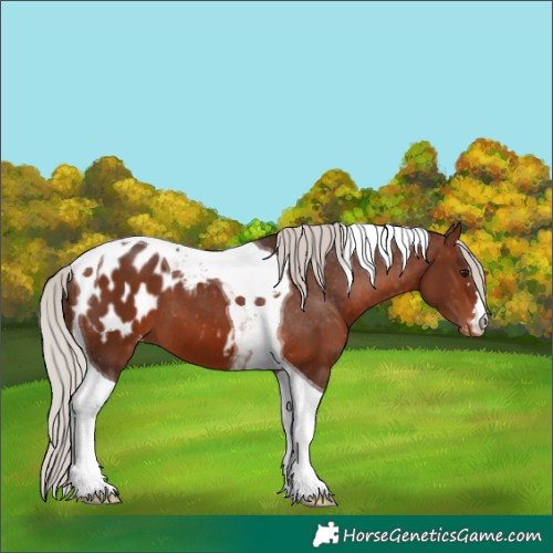 Horse Color:Silver Brown Tobiano Appaloosa 