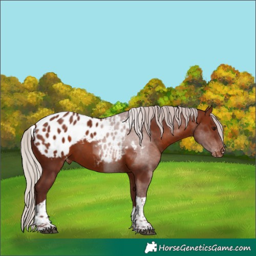 Horse Color:Chocolate Silver Brown Tobiano Appaloosa 