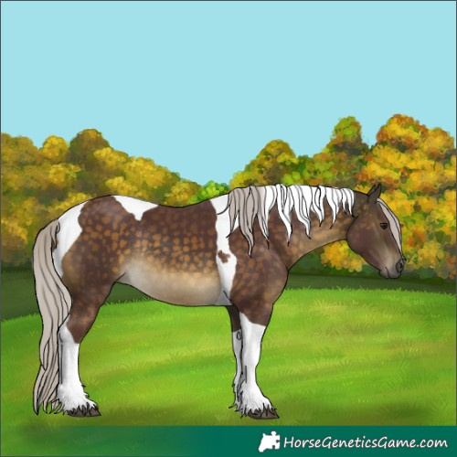 Horse Color:Chocolate Silver Buckskin Tobiano Rabicano 