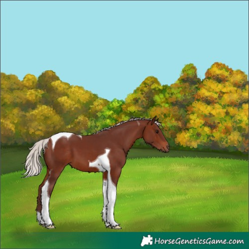 Horse Color:Chocolate Silver Brown Tobiano 