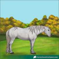 Horse Color:Grullo Varnish 