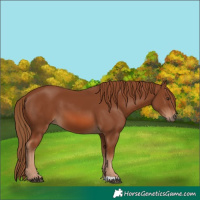 Horse Color:Chestnut 