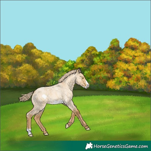 Horse Color:Palomino Roan Dun Frame 