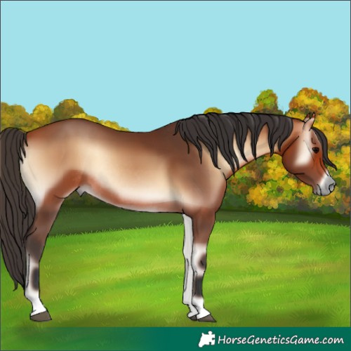 Horse Color:Bay Onyx Rabicano 