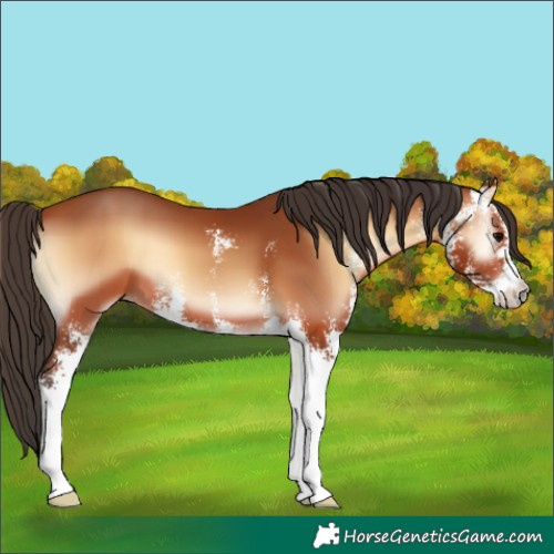 Horse Color:Unknown 