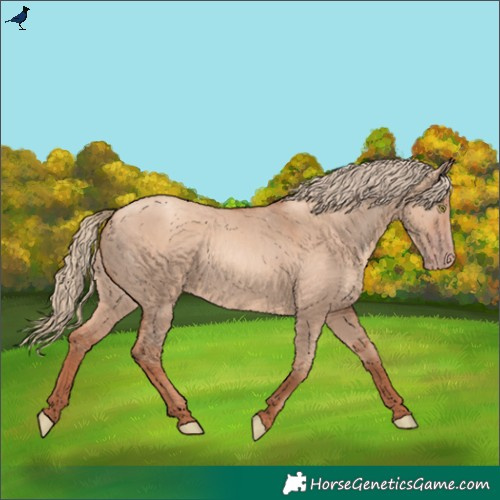 Horse Color:Gold Champagne Dun Rabicano