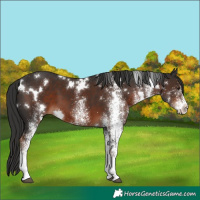 Horse Color:White Spotted Liver Chestnut 