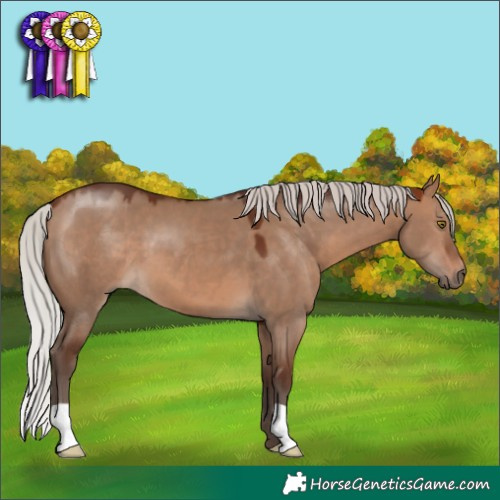 Horse Color:Silver Brown Dun 