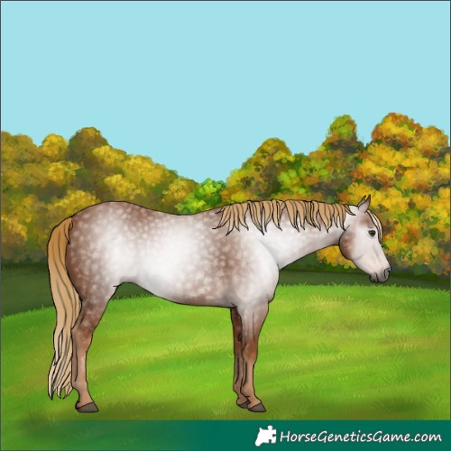 Horse Color:Gray Chestnut 