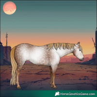Horse Color:Gray Chestnut 