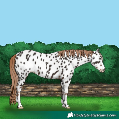 Horse Color:Liver Chestnut Near Leopard 