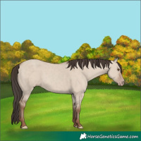 Horse Color:Classic Champagne Dun 