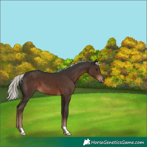 Horse Color:Liver Chestnut Mushroom 