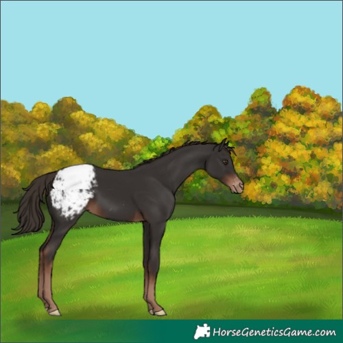 Horse Color:Liver Chestnut Appaloosa