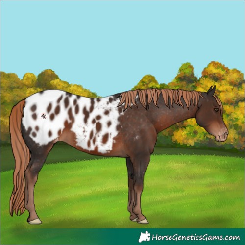 Horse Color:Liver Chestnut Blanket